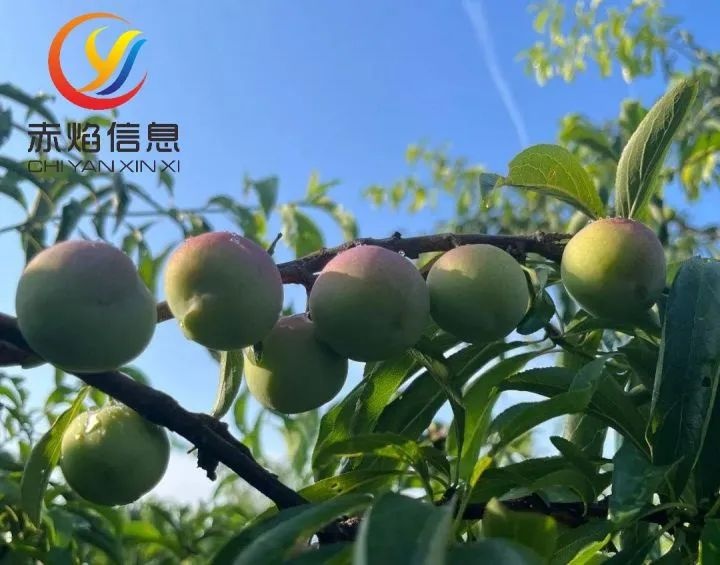 讓認養農業持續健康發展，還需做好二方面工作