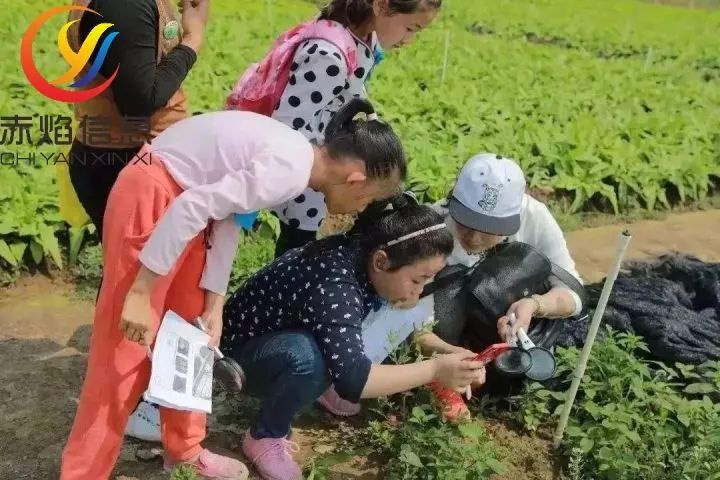 土地認養有哪些驟，共享農場系統助力企業轉型？