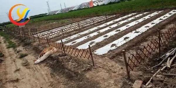 “共享農場”孕育空間正在慢慢變大，共享農場”的未來展望有哪些？